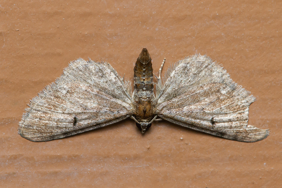 Eupithecia simpliciata - kerekszárnyú törpearaszoló