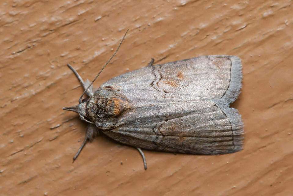 Nycteola asiatica - nyárfa-trapézbagoly