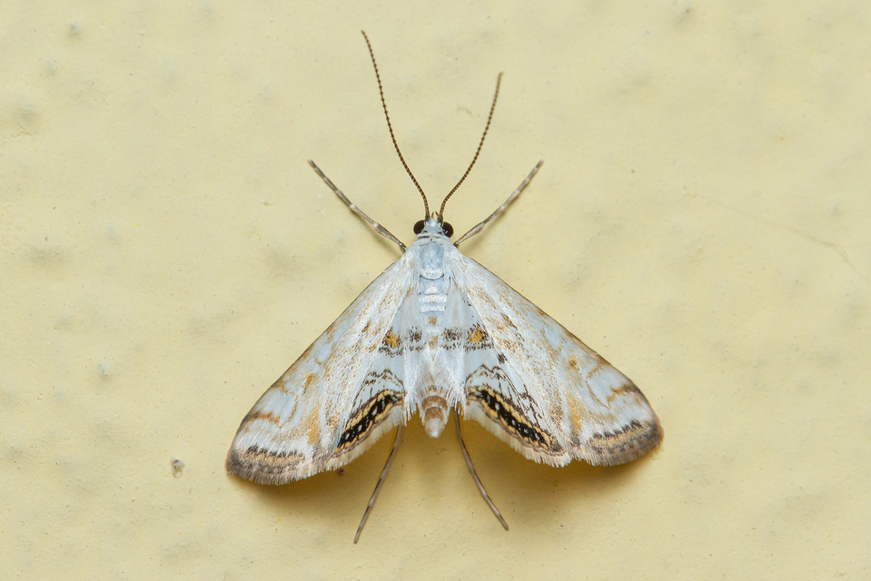 Cataclysta lemnata - békalencsemoly