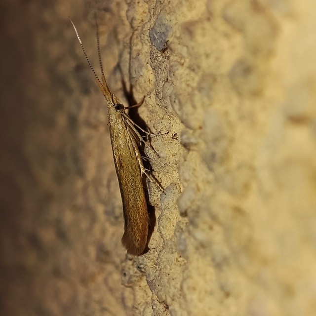Coleophora
