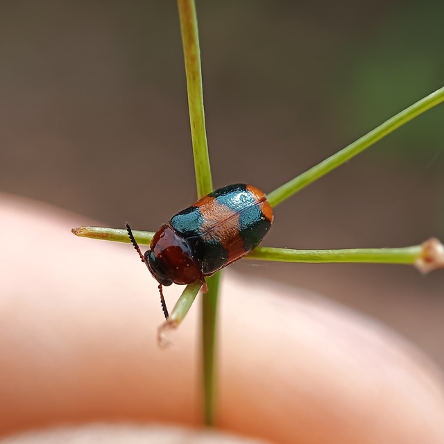 Coptocephala unifasciata - sárgalábú hullóbogár