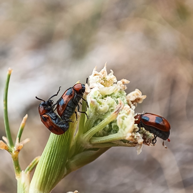 Coptocephala rubicunda - feketelábú hullóbogár