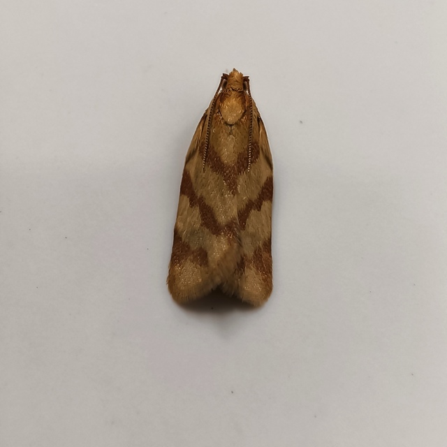 Clepsis pallidana - aranysárga sodrómoly