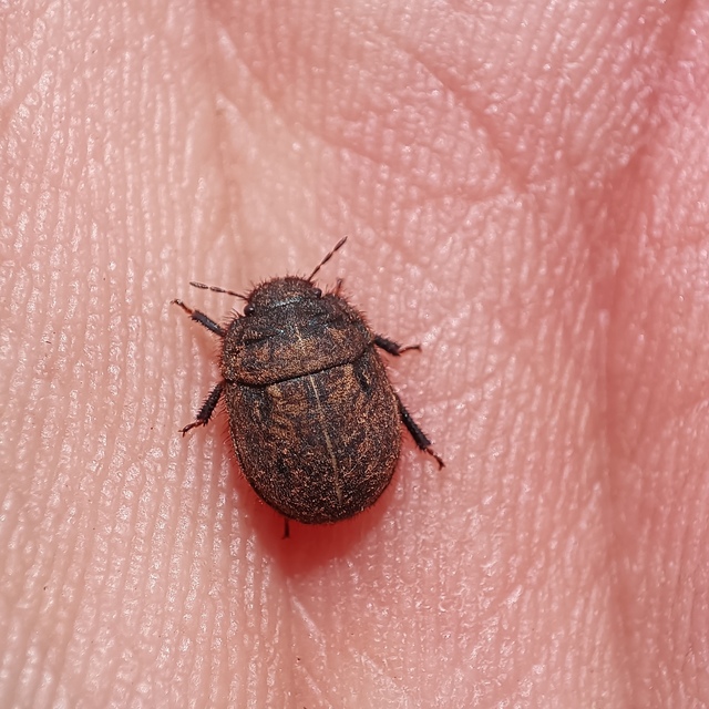 Odontoscelis fuliginosa - szőrös pajzsospoloska (Állathatározó; Kondorosy Nagy_Hideg hegy) Odontoscelis fuliginosa - szőrös pajzsospoloska (Állathatározó; Kondorosy Nagy_Hideg hegy)