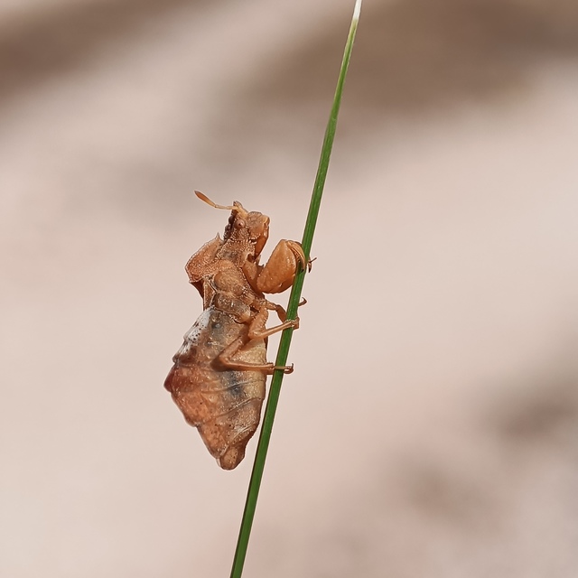 Phymata crassipes - fogólábú poloska