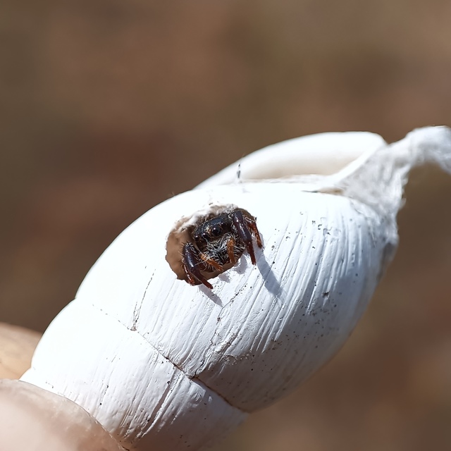 Pellenes nigrociliatus - csigás ugrópók