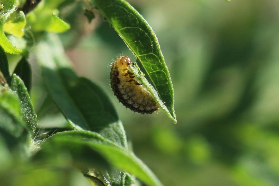 Ophraella communa - parlagfű-olajosbogár