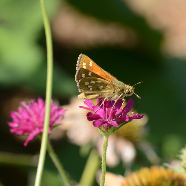 Hesperia comma - vesszős busalepke