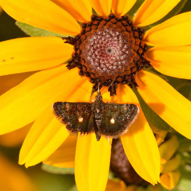 Heliothela wulfeniana - fényes kormosmoly