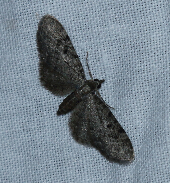 Eupithecia virgaureata - aranyvessző-törpearaszoló