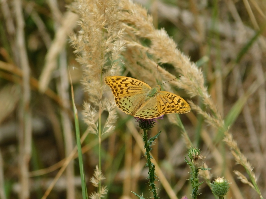 Argynnis pandora - zöldes gyöngyházlepke
