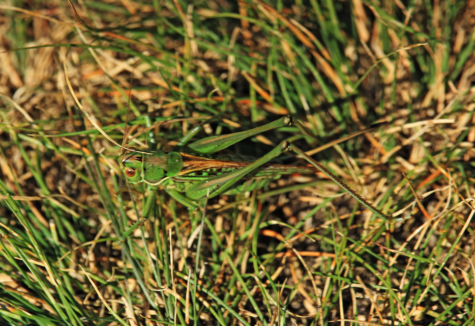 Gampsocleis glabra - tőrös szöcske