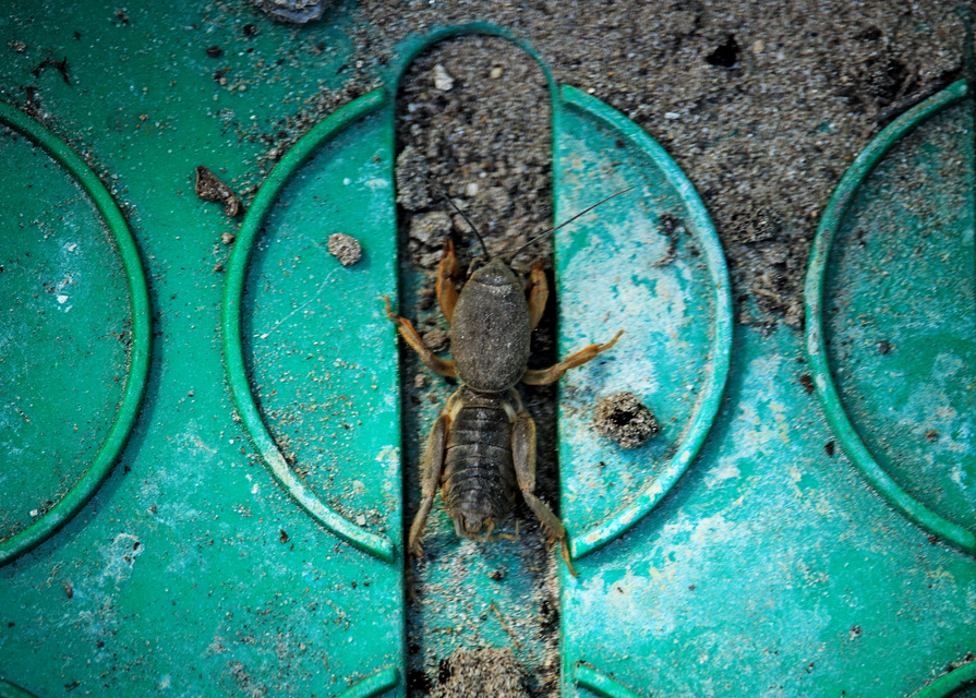 Gryllotalpa