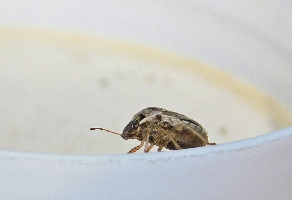 Eysarcoris ventralis - fakó feketefejű-poloska Eysarcoris ventralis - fakó feketefejű-poloska