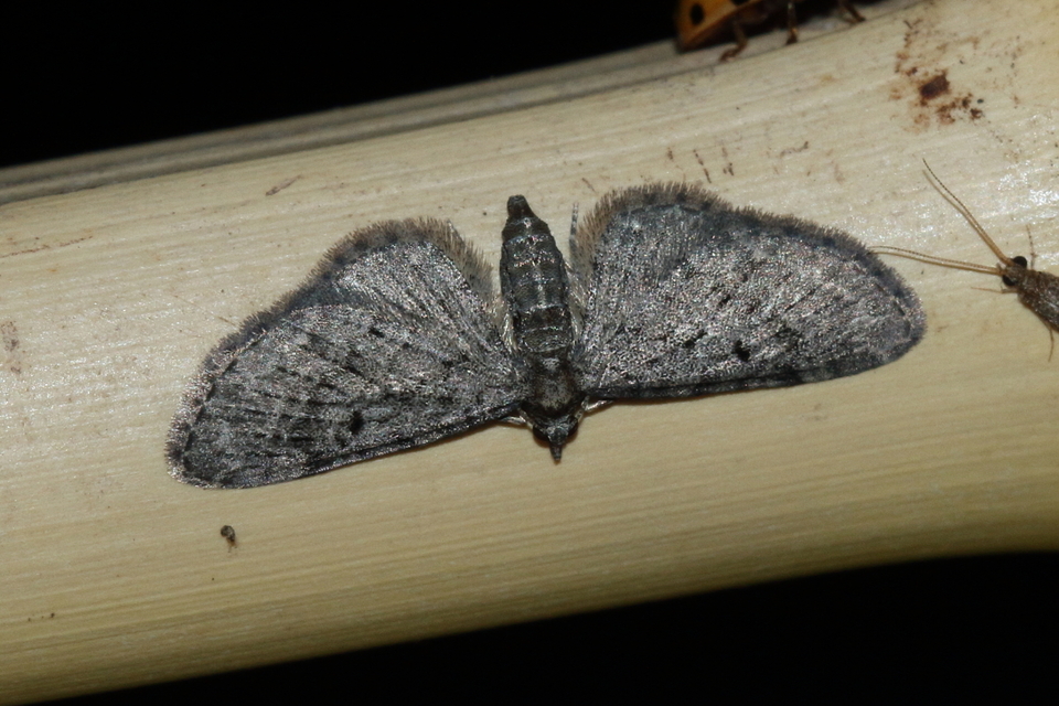 Eupithecia virgaureata - aranyvessző-törpearaszoló