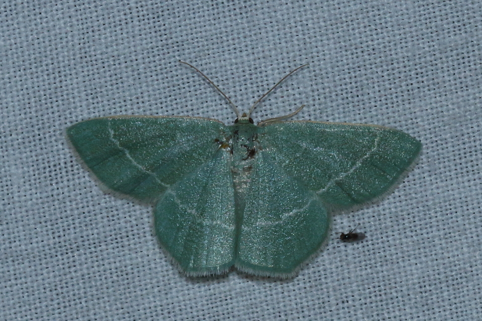 Chlorissa viridata - üdezöld araszoló