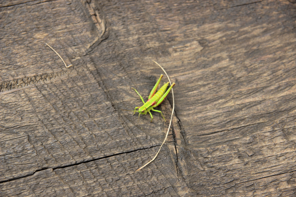 Euthystira brachyptera - smaragdzöld sáska