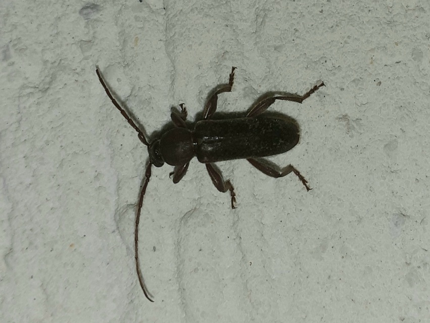 Trichoferus campestris - szállóvendég éjicincér