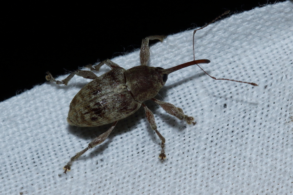 Curculio elephas - gesztenyezsuzsóka