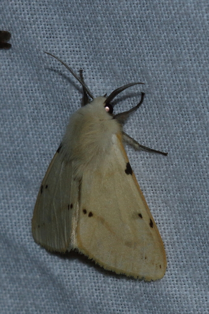 Spilarctia lutea - sárgás medvelepke