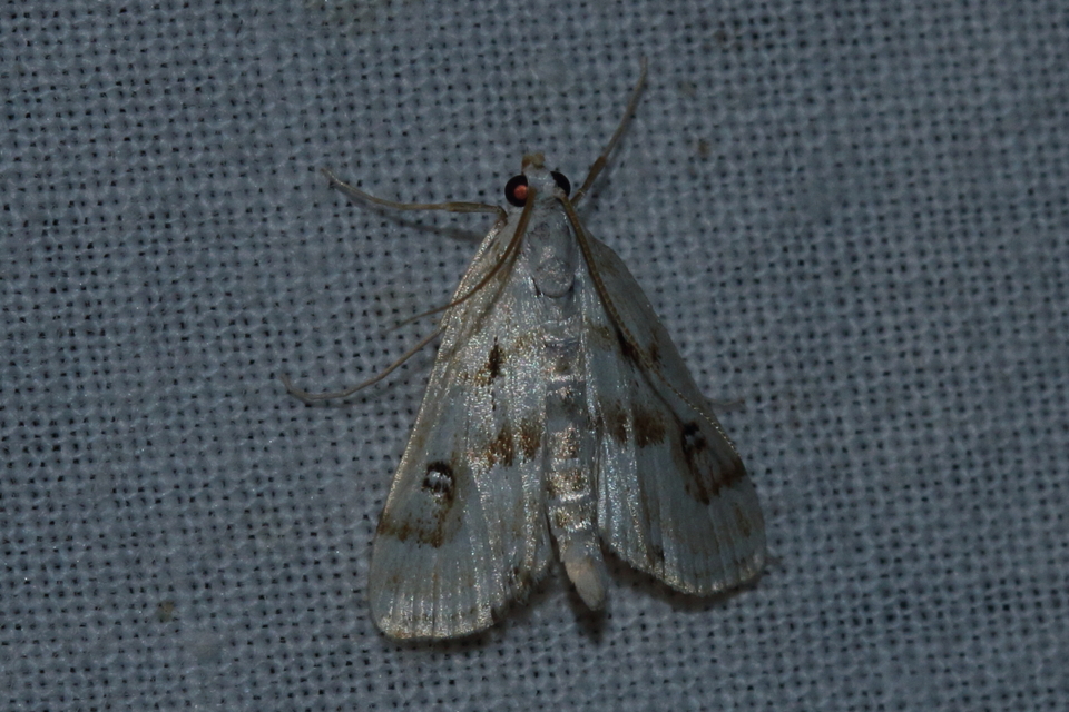 Parapoynx stratiotata - közönséges vízimoly