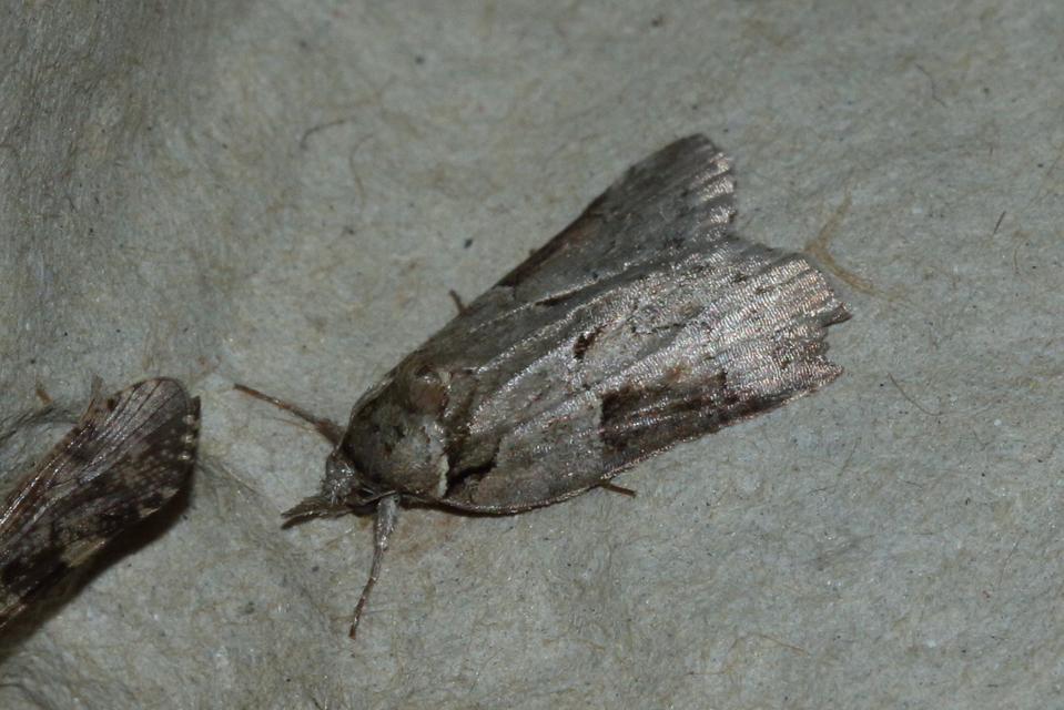 Nycteola siculana - fűz-trapézbagoly