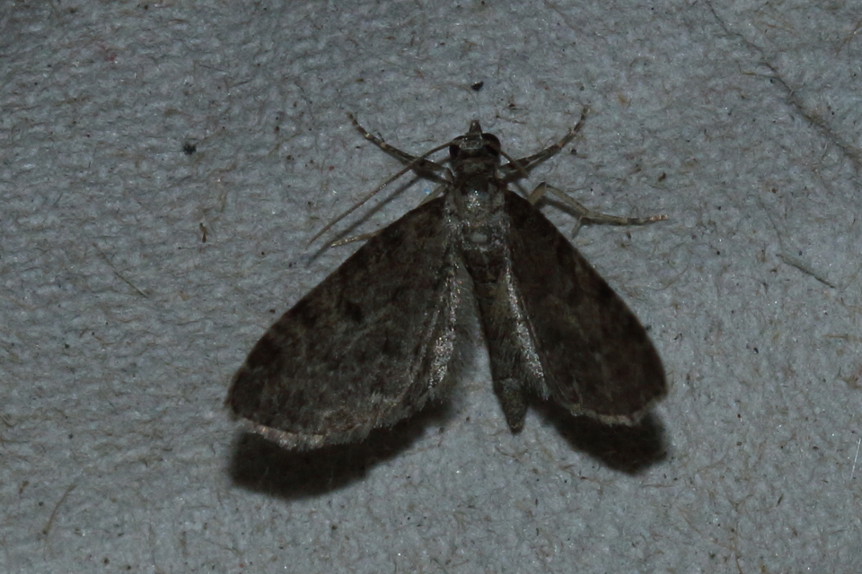 Eupithecia virgaureata - aranyvessző-törpearaszoló
