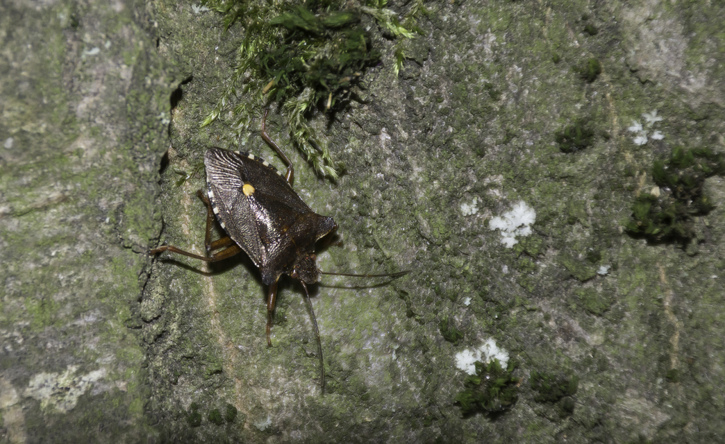 Pentatoma rufipes - vöröslábú címerespoloska Pentatoma rufipes - vöröslábú címerespoloska