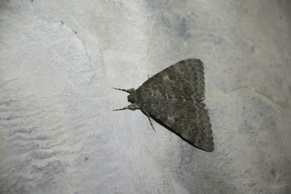 Catocala elocata - közönséges övesbagoly