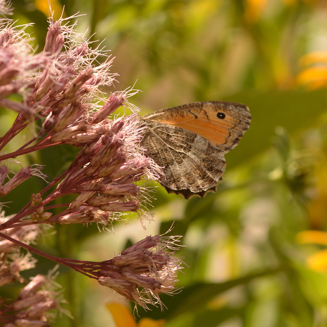 Arethusana arethusa - közönséges szemeslepke