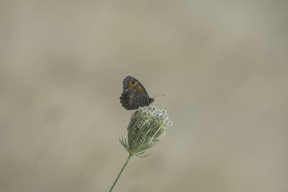 Arethusana arethusa - közönséges szemeslepke