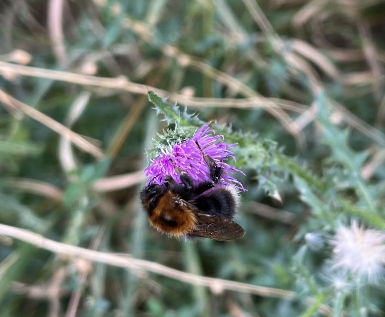 Bombus hypnorum - mohás poszméh