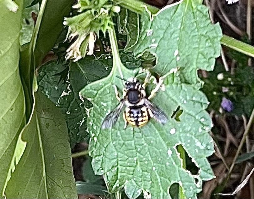Megachilidae - művészméhek