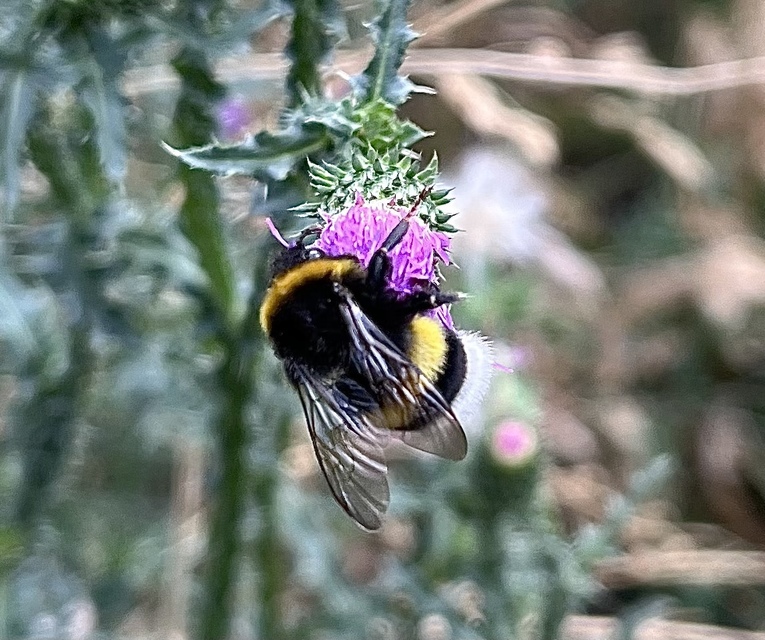 Bombus terrestris/lucorum