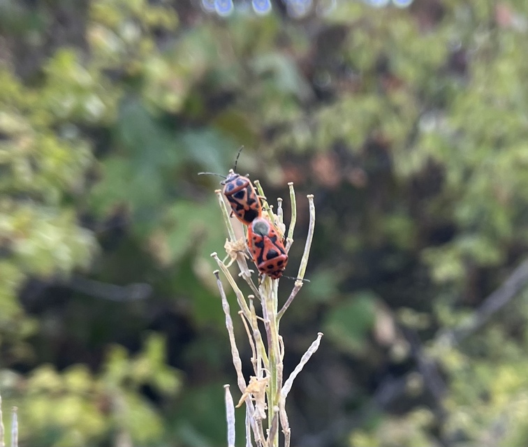 Eurydema ornata - díszespoloska