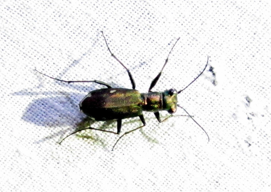 Cylindera germanica - parlagi homokfutrinka