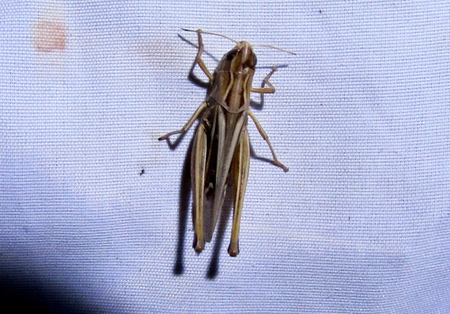 Stenobothrus lineatus - jajgató rétisáska