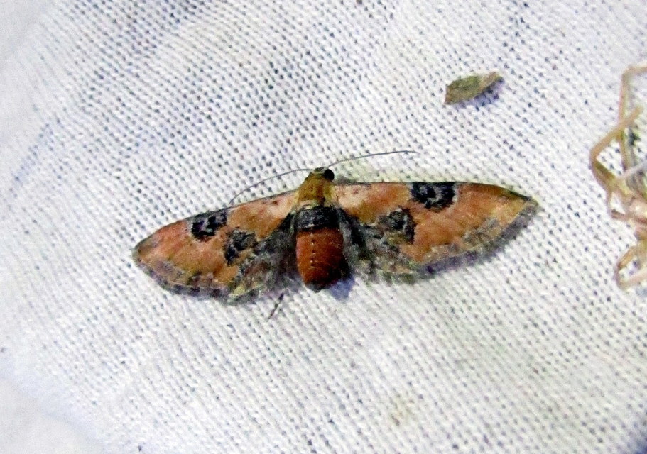 Eupithecia gueneata - téglavörös törpearaszoló Eupithecia gueneata - téglavörös törpearaszoló