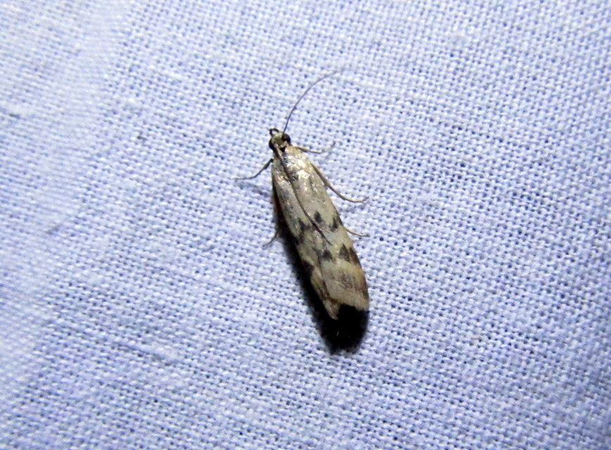 Homoeosoma sinuella - agyagsárga karcsúmoly