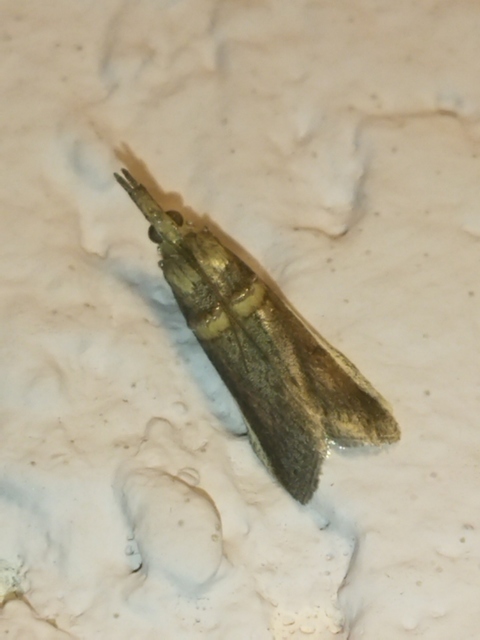 Etiella zinckenella - akácmoly