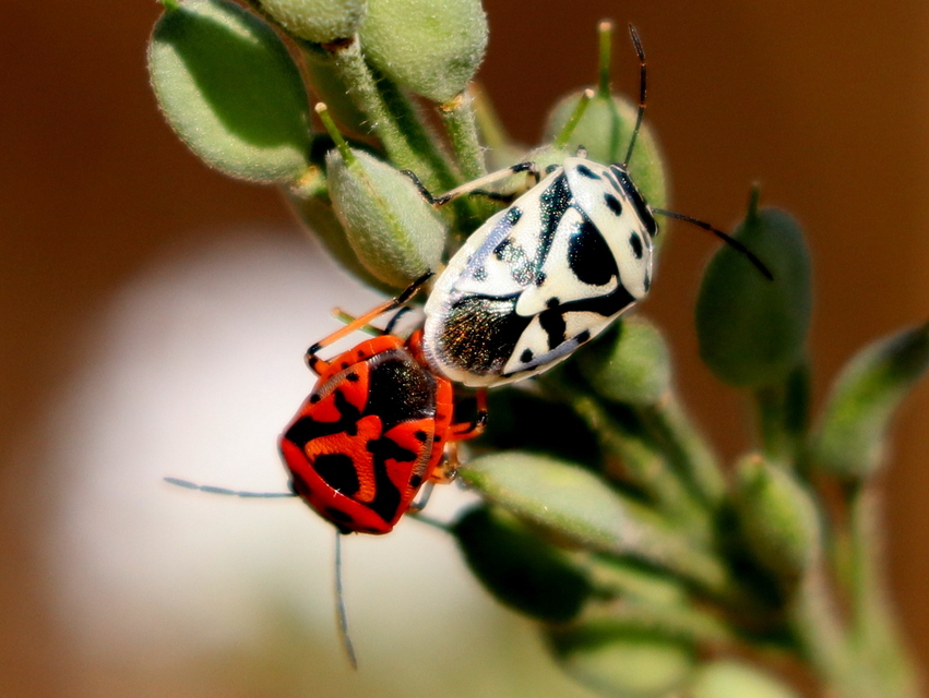Eurydema ornata - díszespoloska
