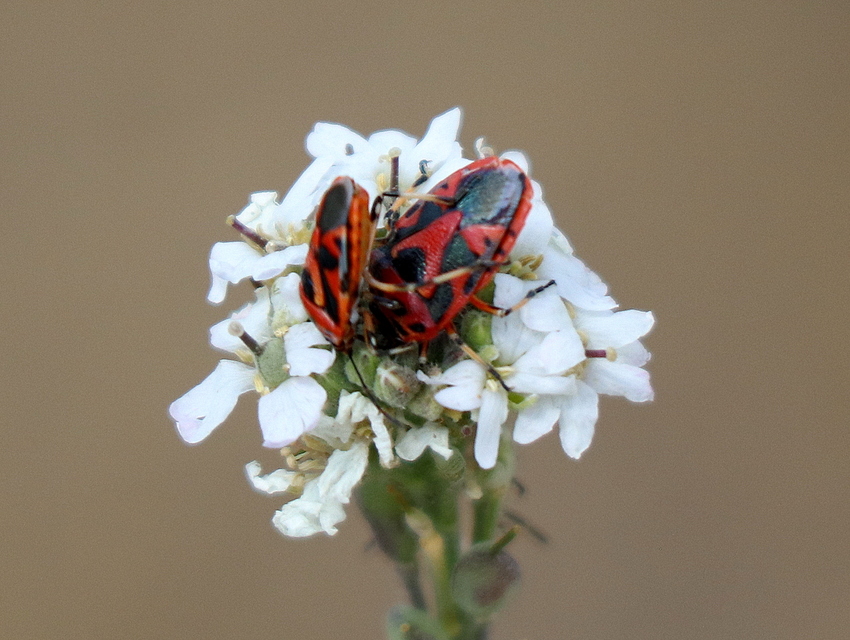 Eurydema ornata - díszespoloska