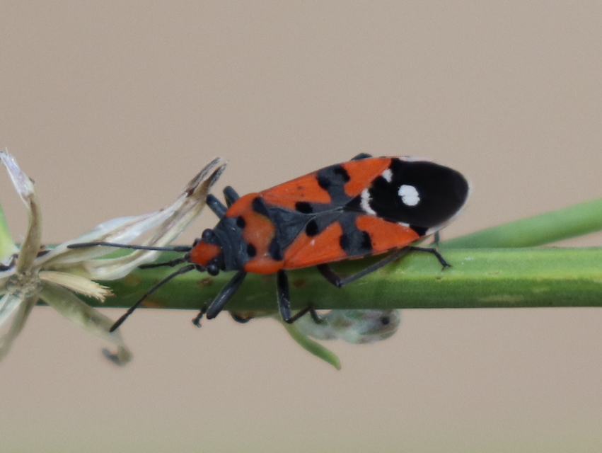 Lygaeus simulans - hamis lovagbodobács