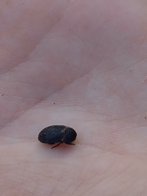 Dermestes laniarius - gyászos porva