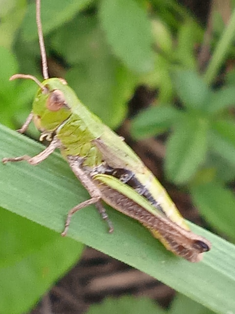 Pseudochorthippus parallelus - közönséges rétisáska