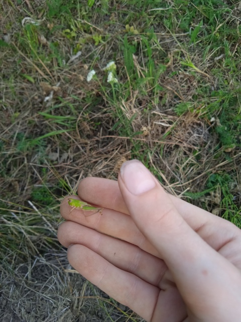Chorthippus (Chorthippus) (subgenus)