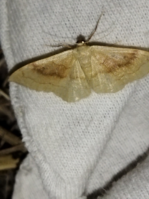 Idaea rubraria - vörössávos araszoló