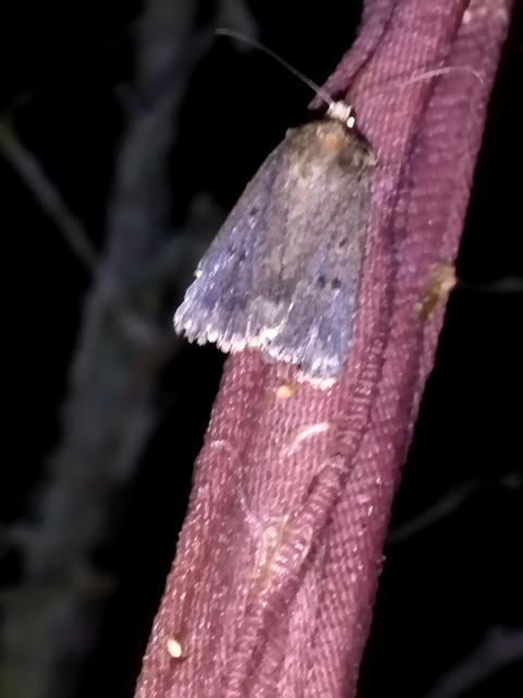 Amphipyra tragopoginis - bakszakállbagoly