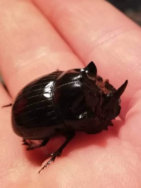 Copris lunaris - közönséges holdszarvú-ganéjtúró