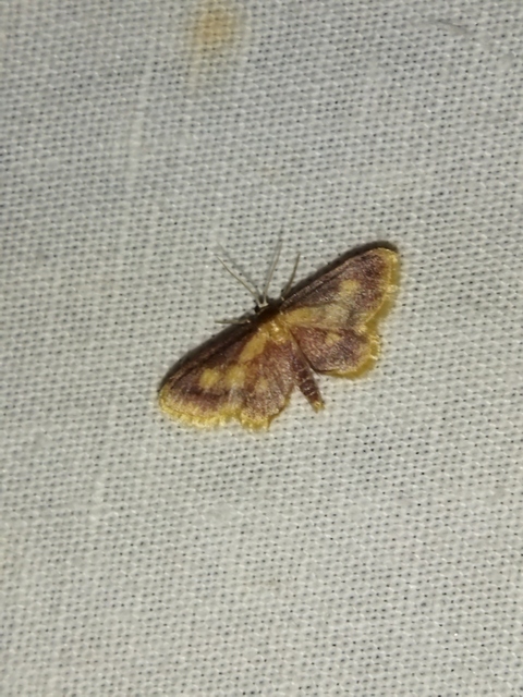 Idaea muricata - mocsári pirosaraszoló